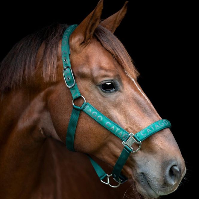 Huvudbild Alea reflekterande logo grimma - Ponderosa Pine